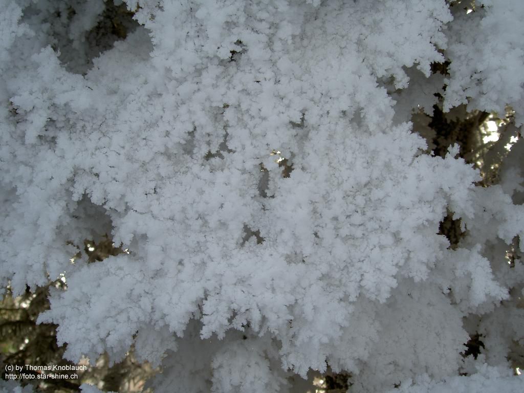 Ice crystalls on fir