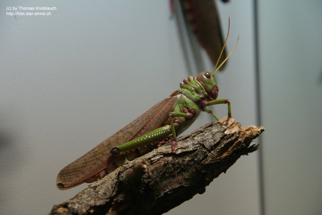 Grasshopper / Heugümper
