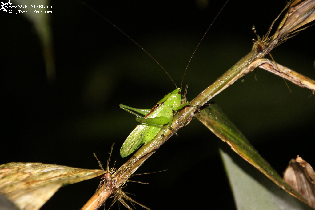 Cuyabeno (Ecuador) - Grasshoper - IMG 5595