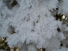 Ice crystalls on fir