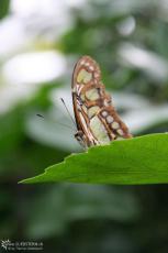 IMG 9637 - Butterfly