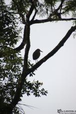 Cuyabeno (Ecuador) - Bird - IMG 5752