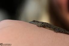 Cuyabeno (Ecuador) - little Lizard - IMG 5166
