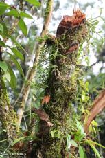 Cuyabeno (Ecuador) - Trunc with plants - IMG 5761